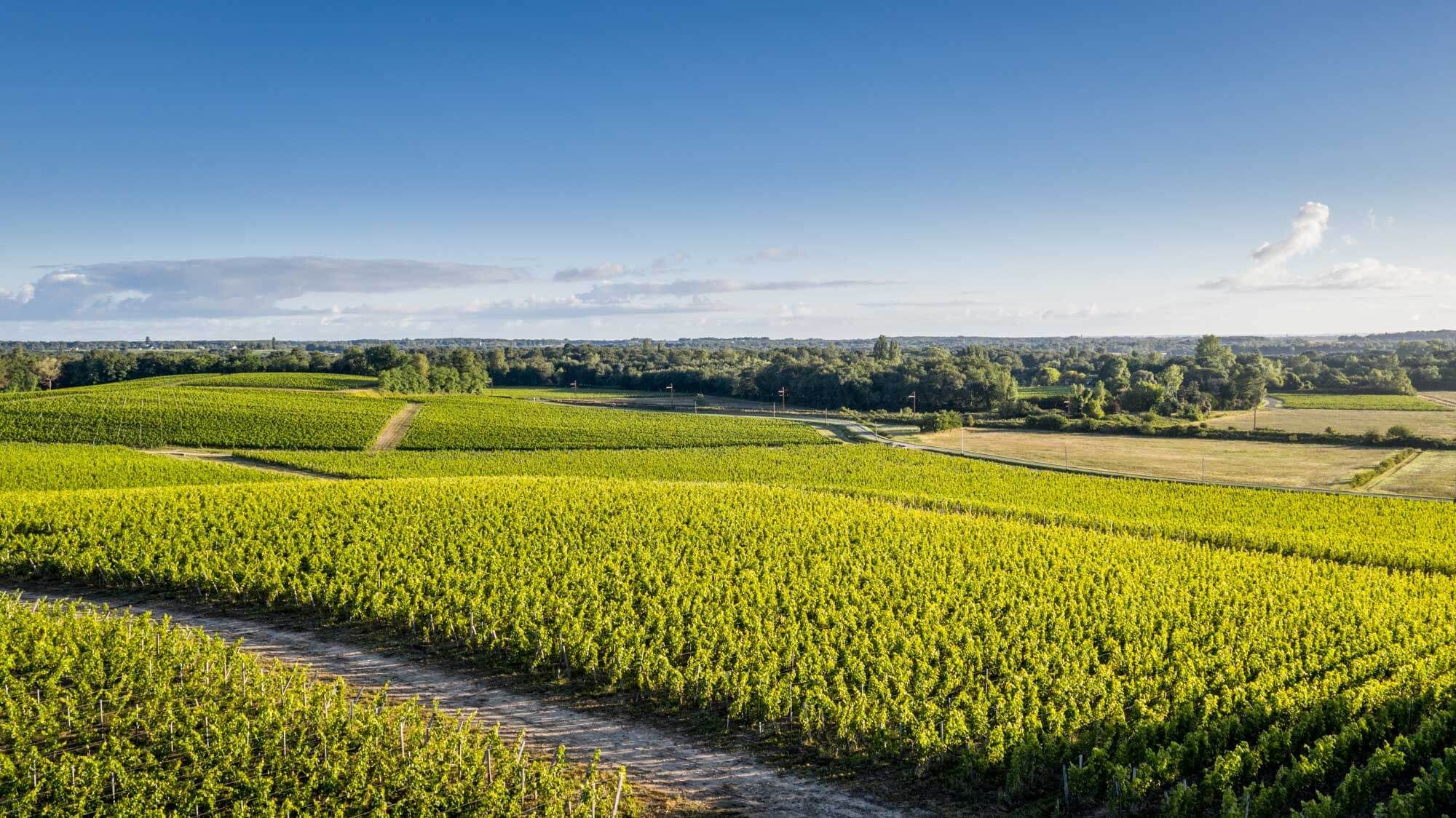 Les Parcellaires de Dourthe - Dourthe