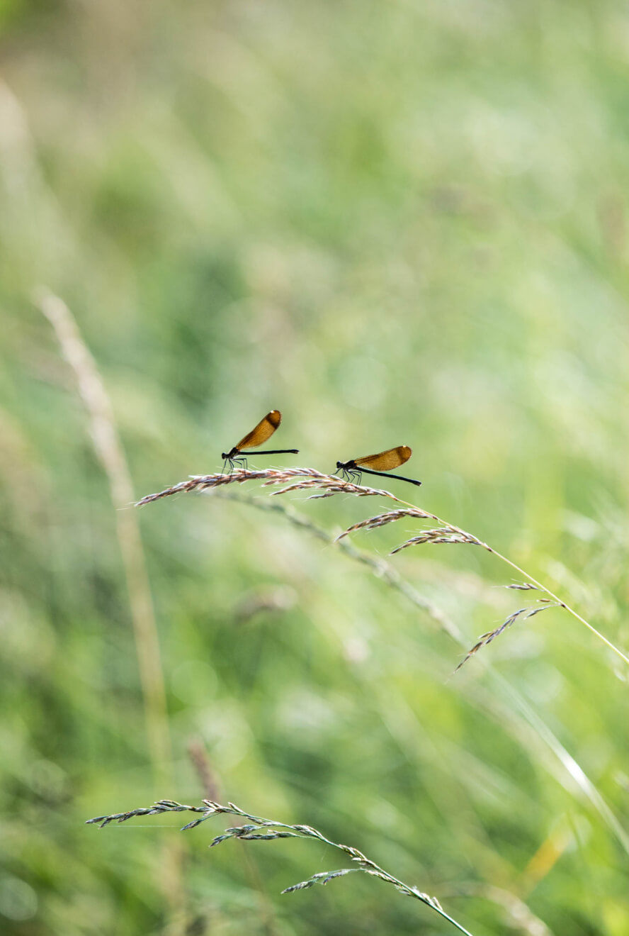 Nos Engagements - Dourthe