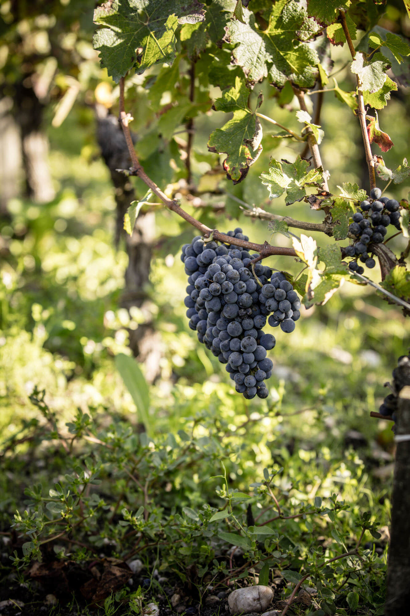 Vendanges Dourthe Bordeaux