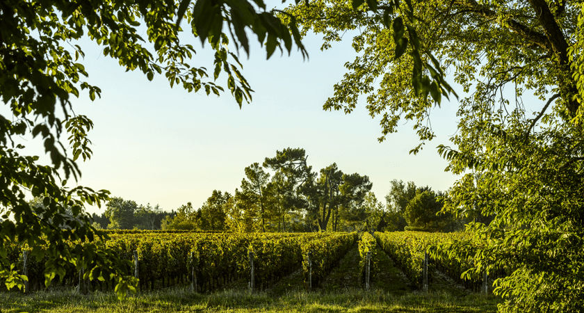 PENFOLDS VINEYARD