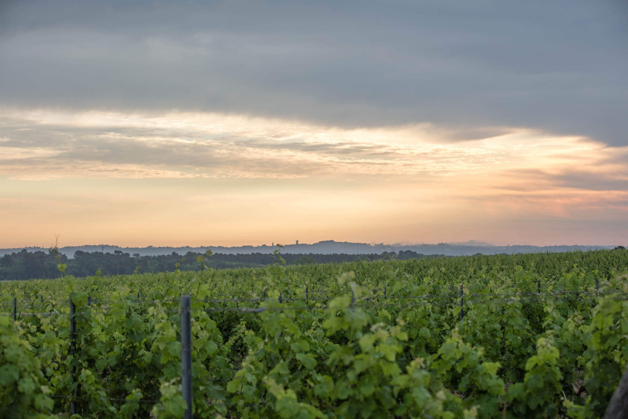 Merlot sur Graves - Dourthe