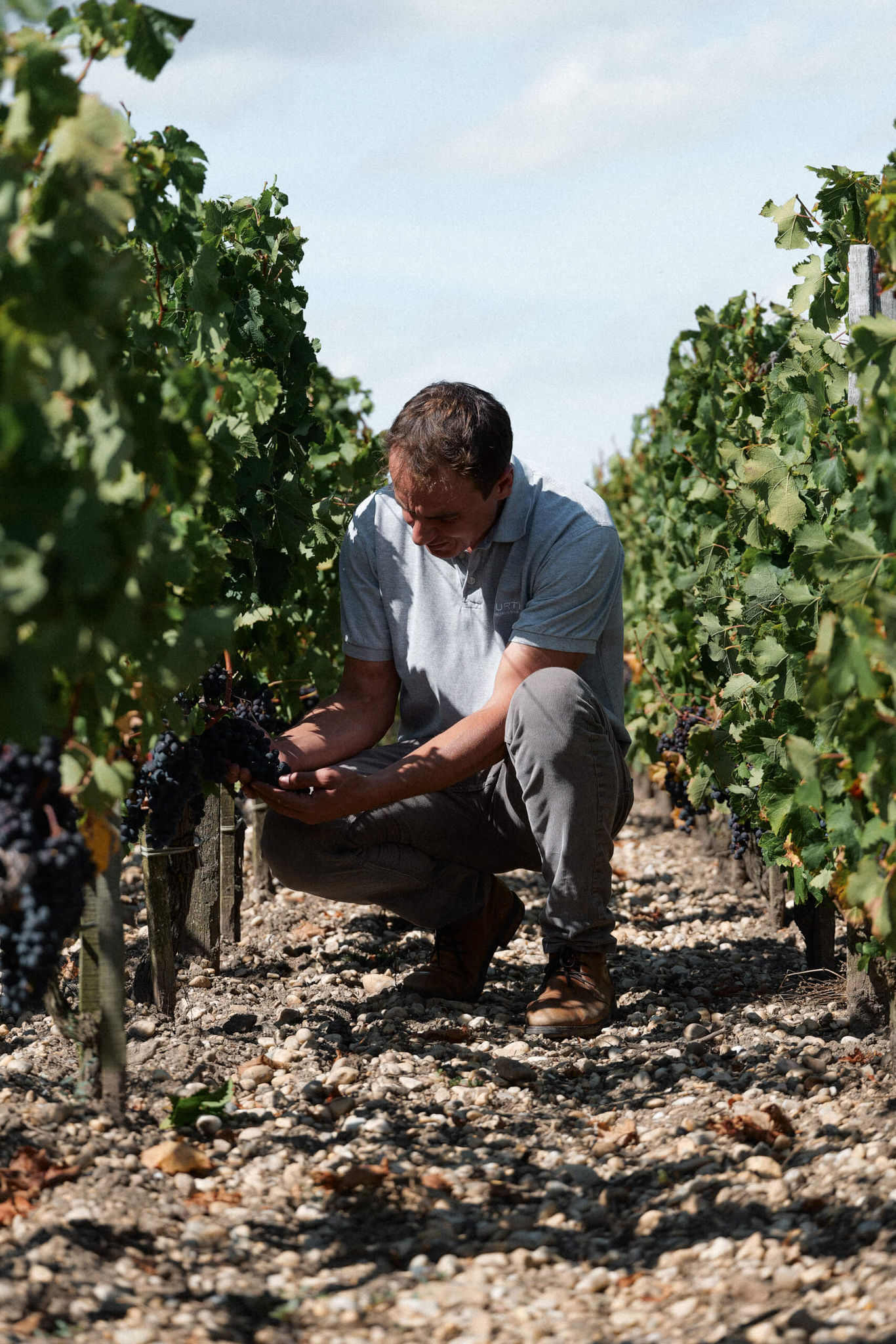 Le Boscq 2023 vendanges