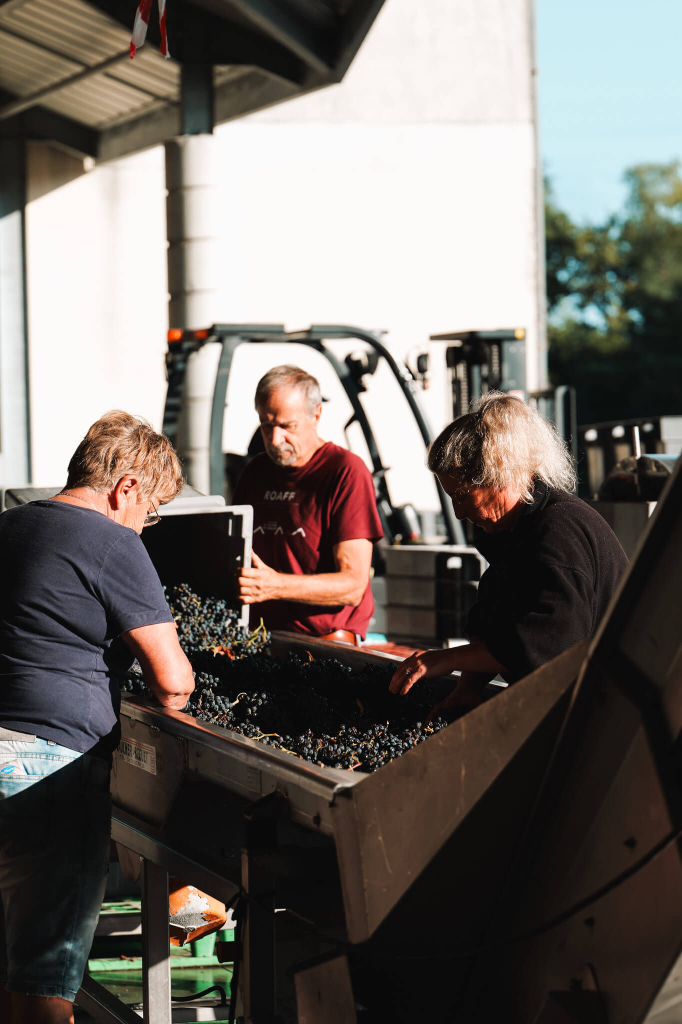 Château Belgrave 2016 : A Bustling Wine Cellar - Dourthe