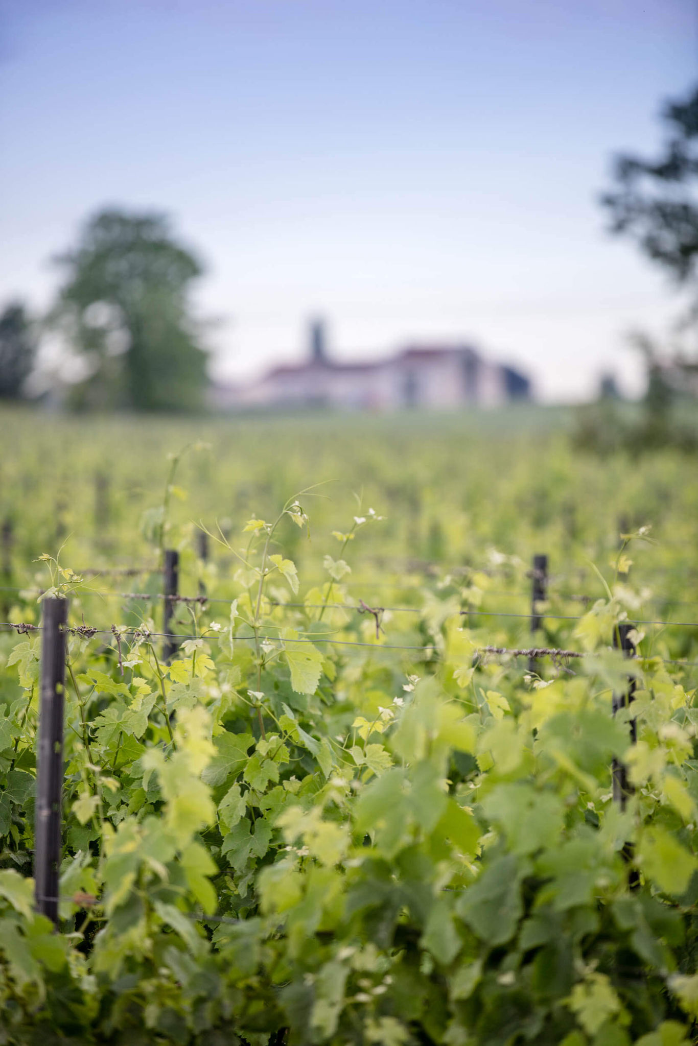 FINE WINES IN THE SPOTLIGHT: CHATEAU LA GARDE IS THE EXCLUSIVE OFFICIAL SUPPLIER OF THE CESAR ACADEMY AWARDS - Dourthe