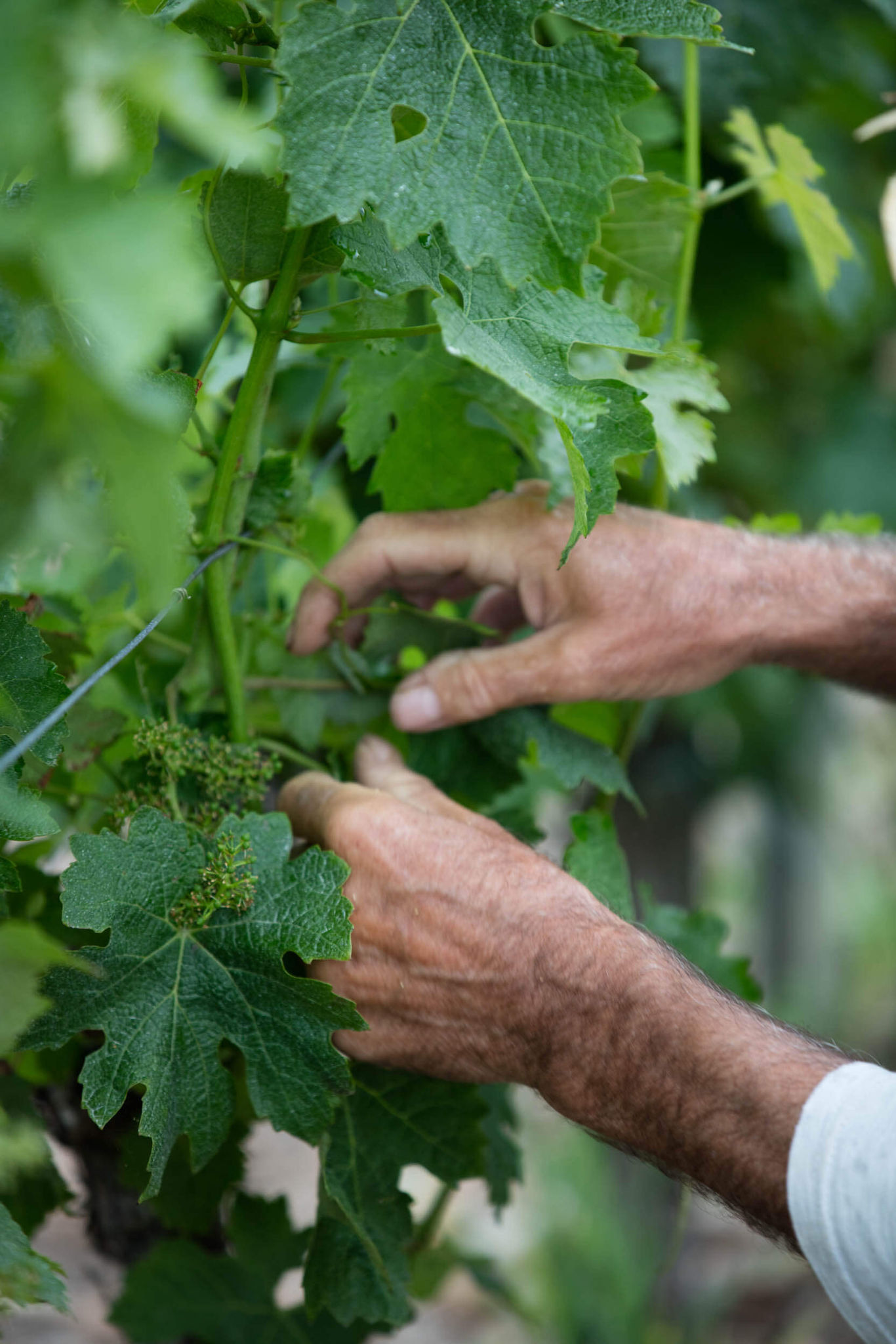 Positive initiatives in the vineyard - Dourthe