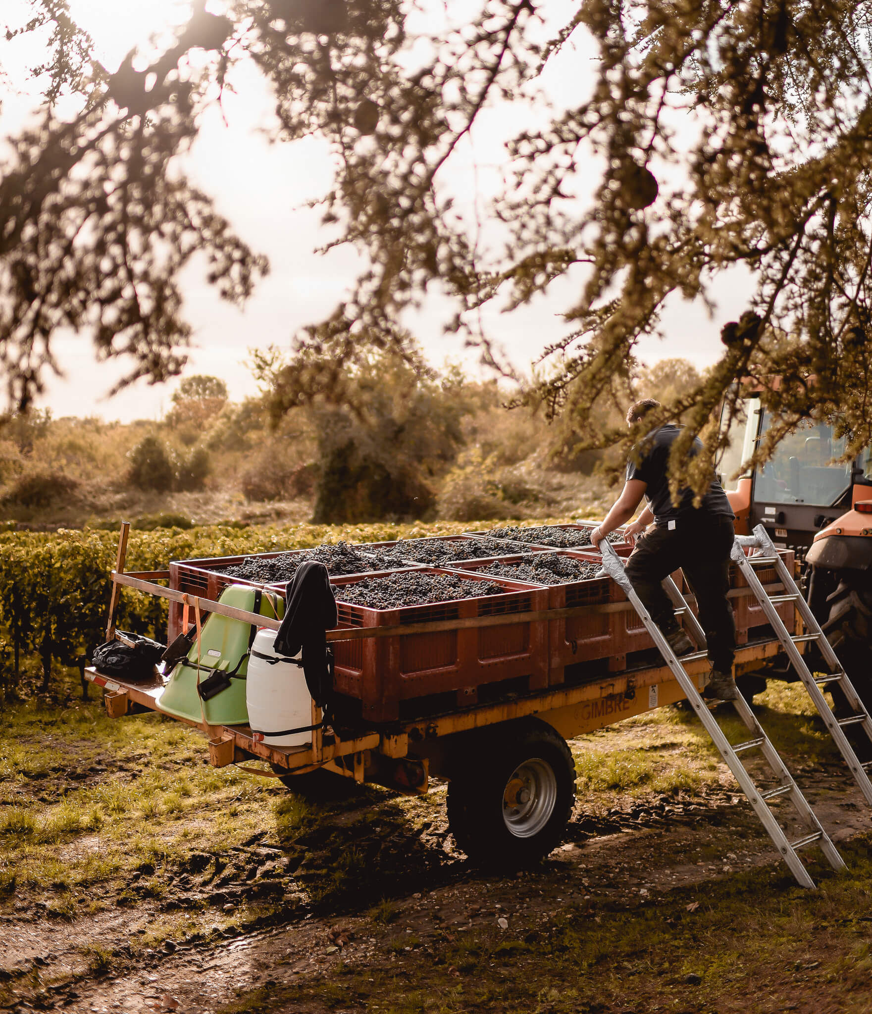 Harvest 2025: Pénélope Godefroy’s perspective on a singular year - Dourthe