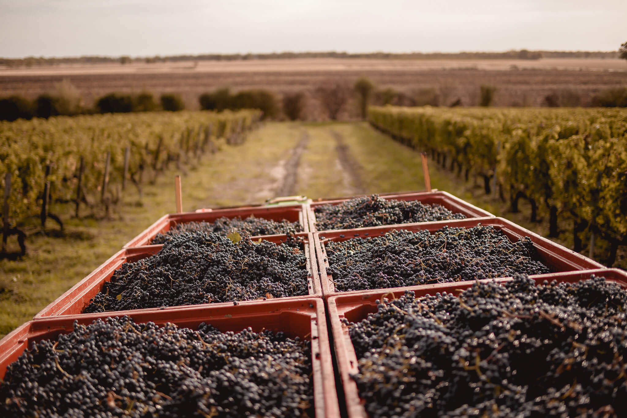 Harvest 2025: Pénélope Godefroy’s perspective on a singular year - Dourthe