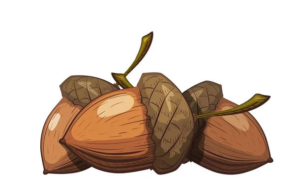 Biji Pohon Ek
