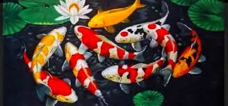 Ikan Koi