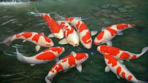 Ikan Koi