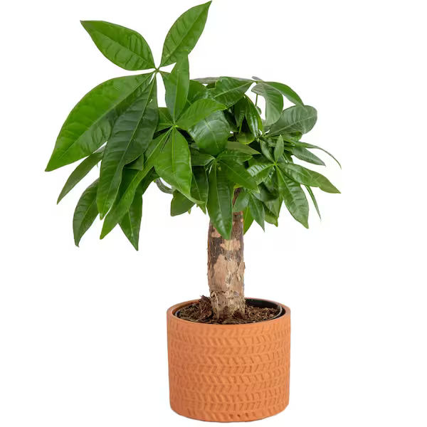 Pohon Pachira Money Tree