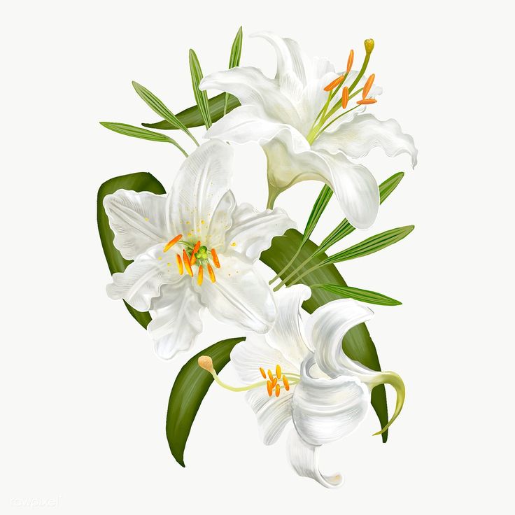 Peace Lily Plant
