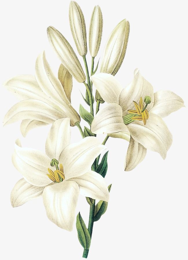 Peace Lily Plant