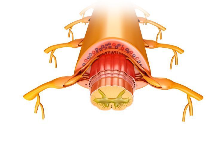 Why is the Upper Cervical Spine at Risk of a Subluxation?
