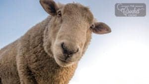 Sheep Thrills