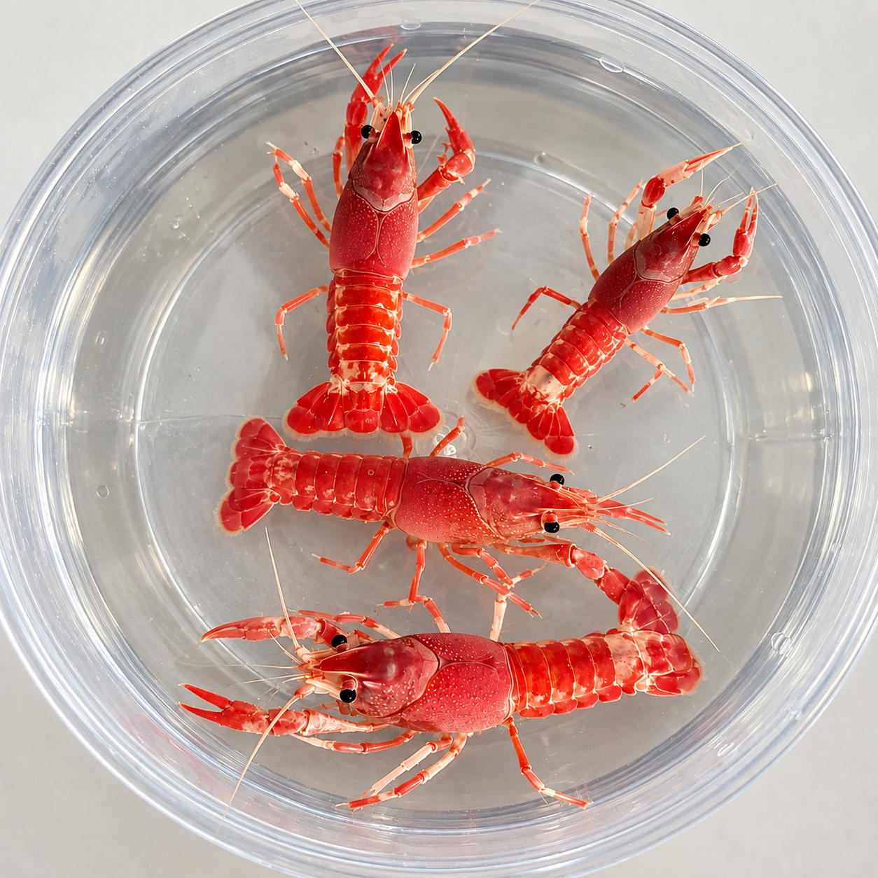 Crayfish