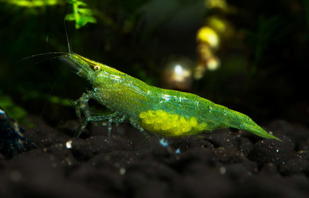 Green shrimps 6 pc combo