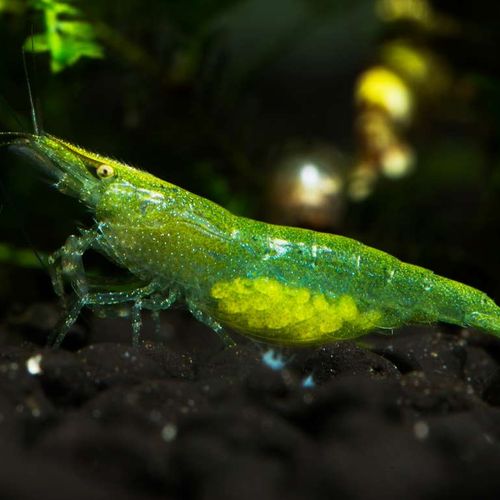 Green shrimps 6 pc combo