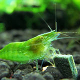 Green shrimps 6 pc combo view 3