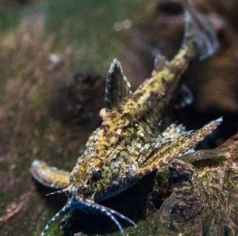 Anchor catfish