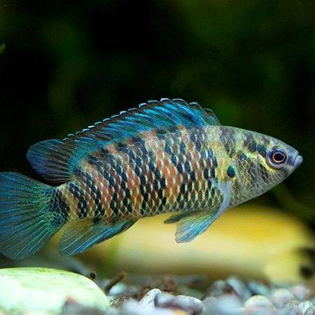 Blue badis