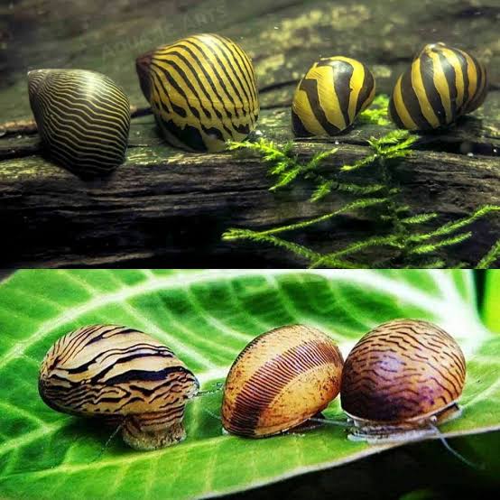 Nerite snails (4 pc)