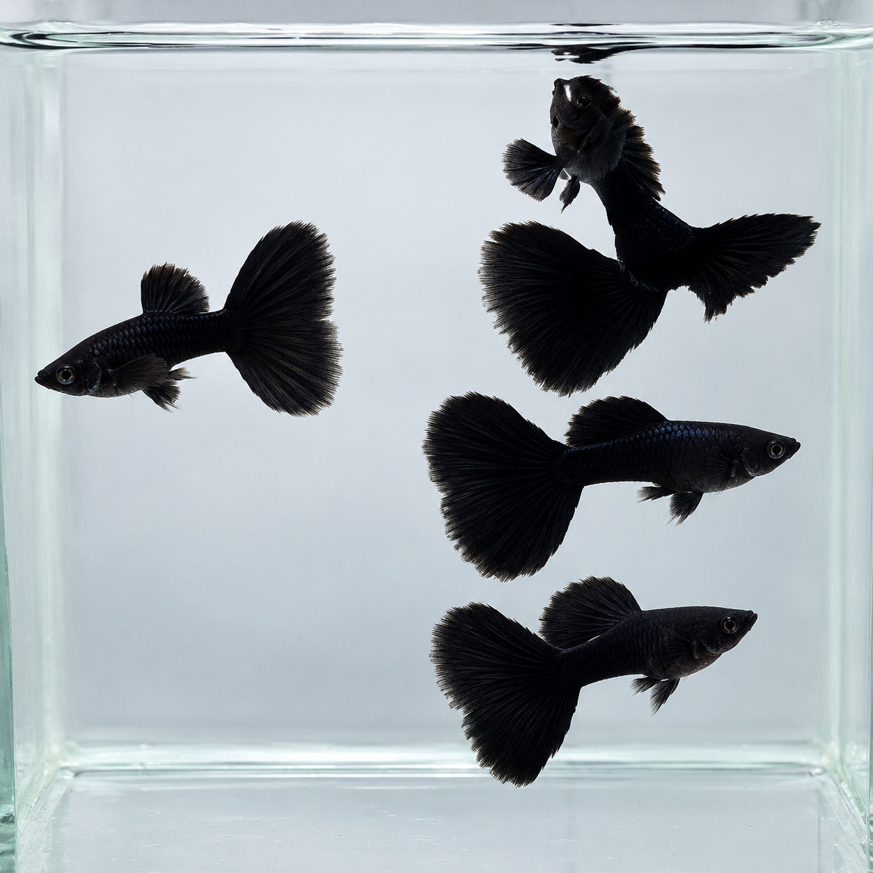 Full black guppy