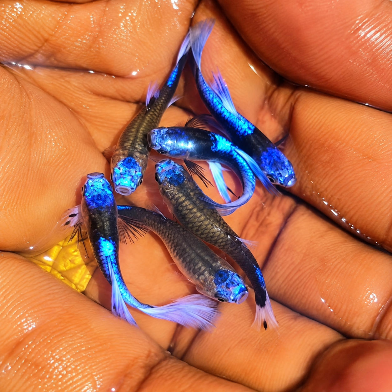 Blue koi Guppy 