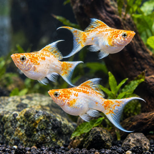 Sakura white Molly Moontail 