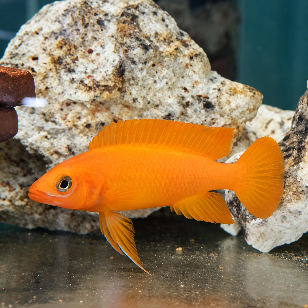 Lelupi