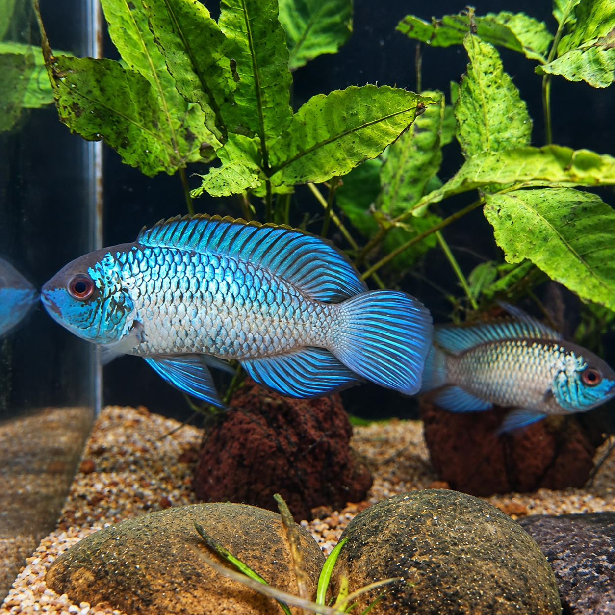 Electric Blue Acara