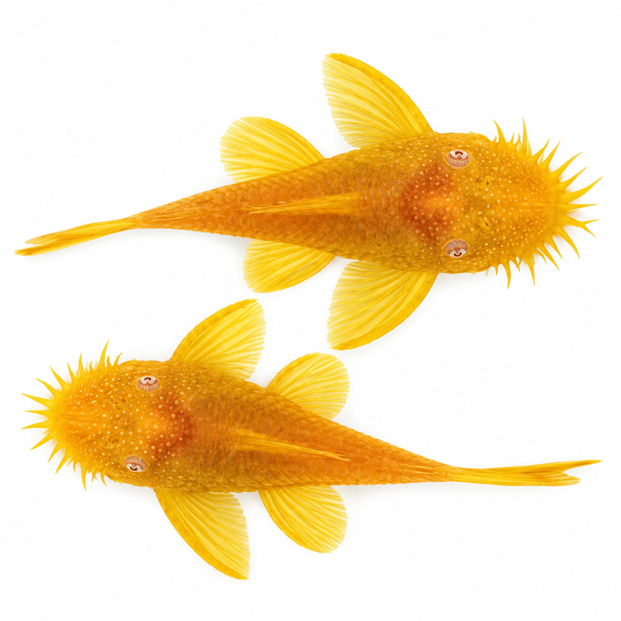 Albino Bristlense super yellow