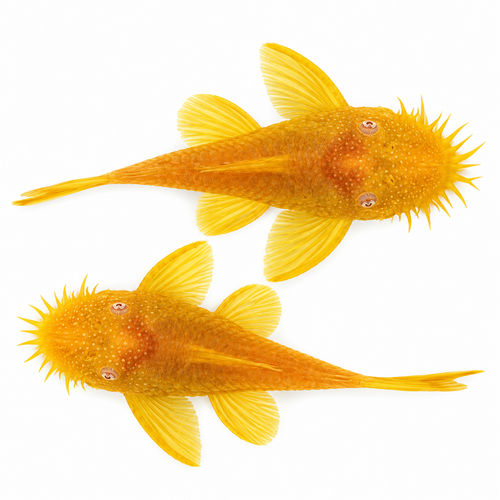 Albino Bristlense super yellow