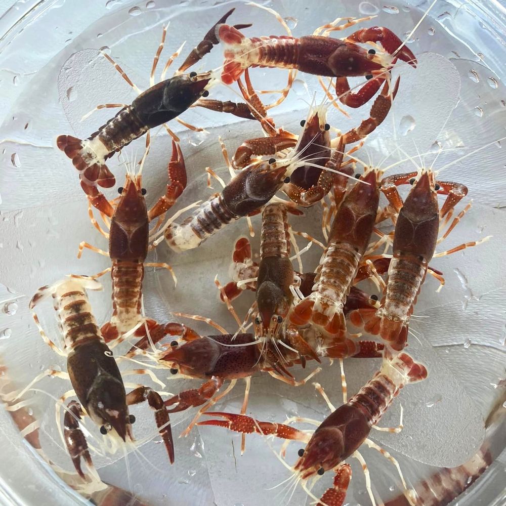 Brown Ghost (procambarus clarkii) - Premium Crayfish for sale online at NeoBlue