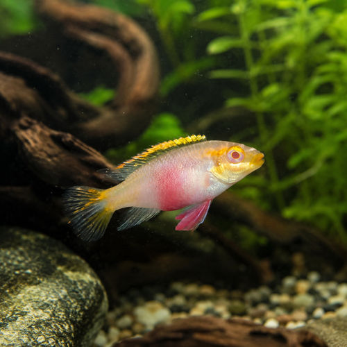 Albino Kribensis