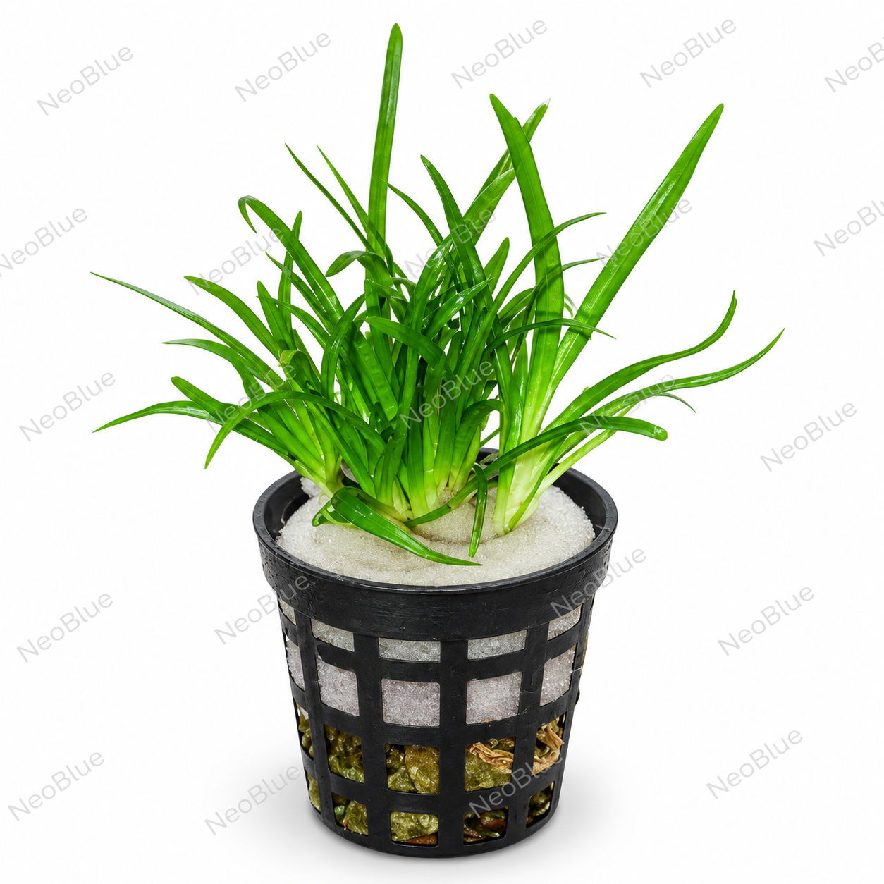 Echinodorus tenellus carpet plant