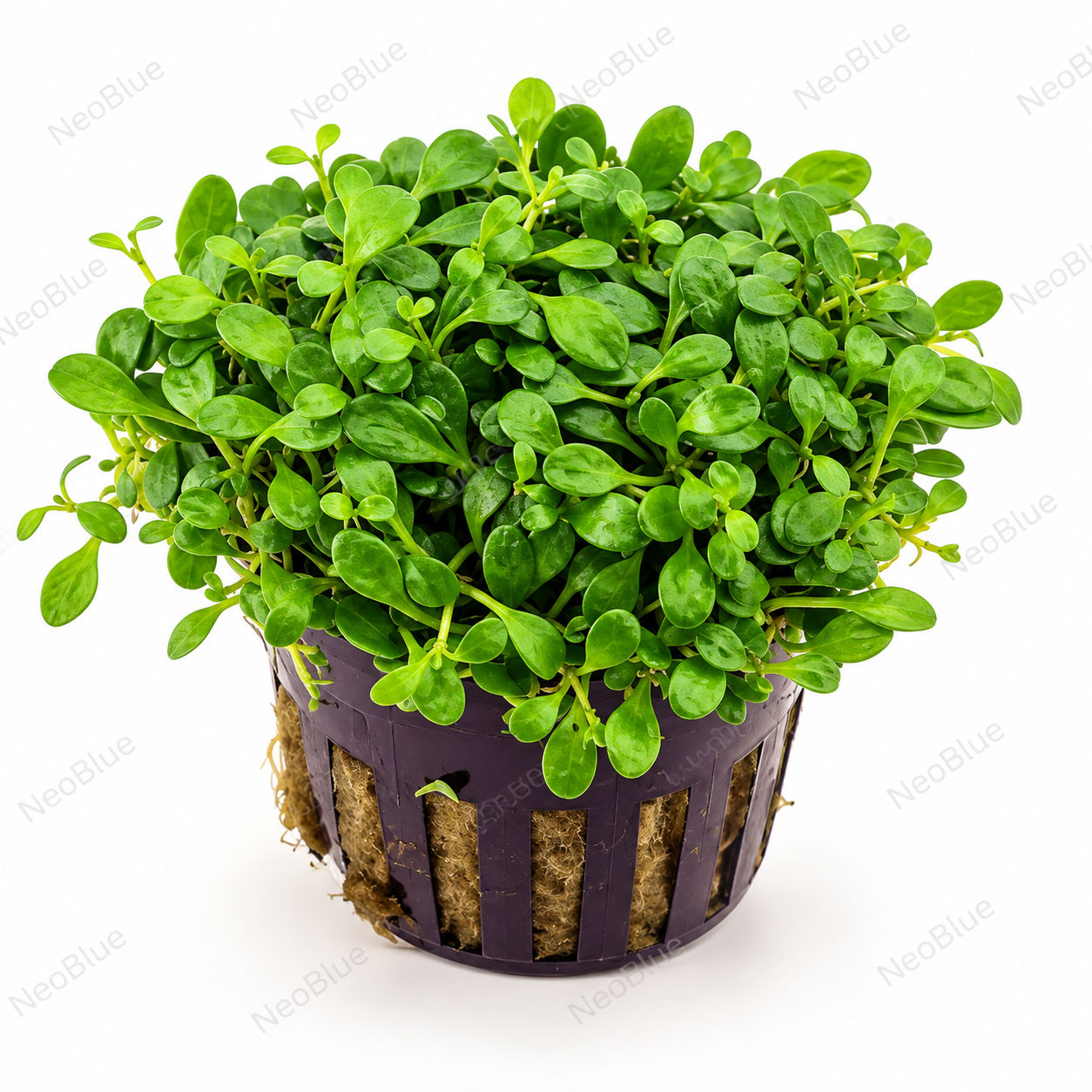 Glossostigma elatinoides