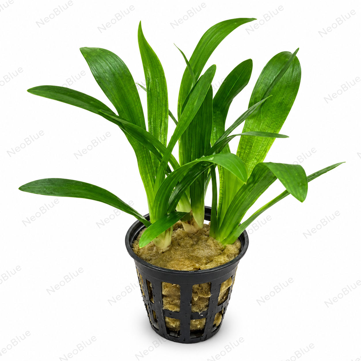 Sagittaria sp gaint