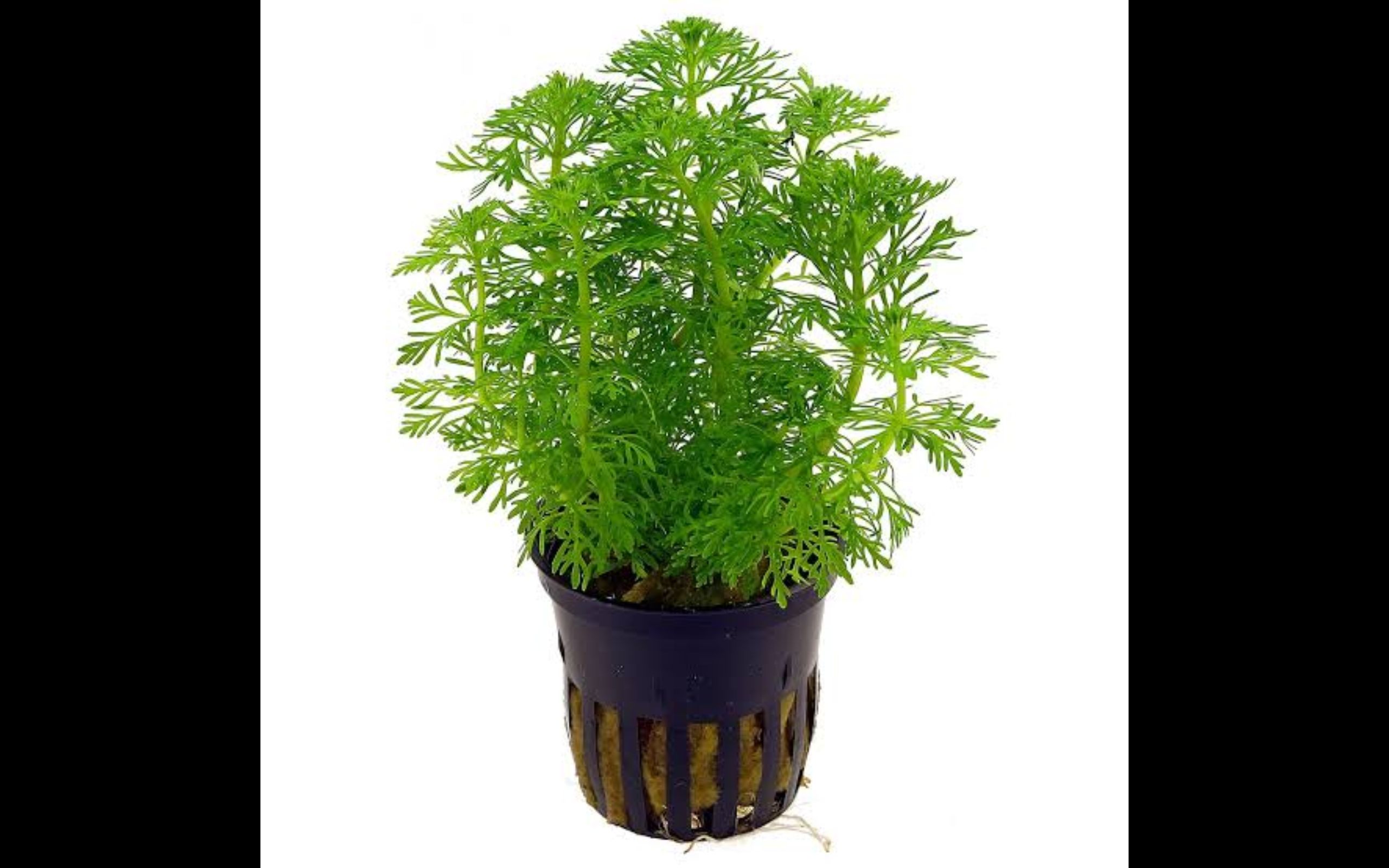 Limnophila sessiliflora