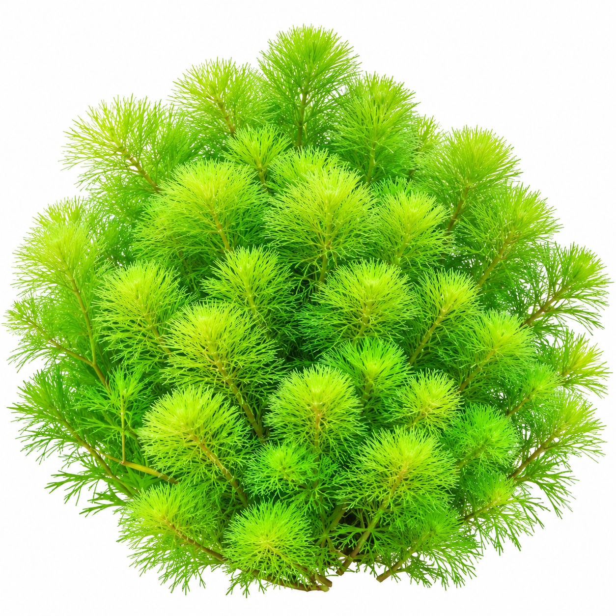 Ambulia limnophila small