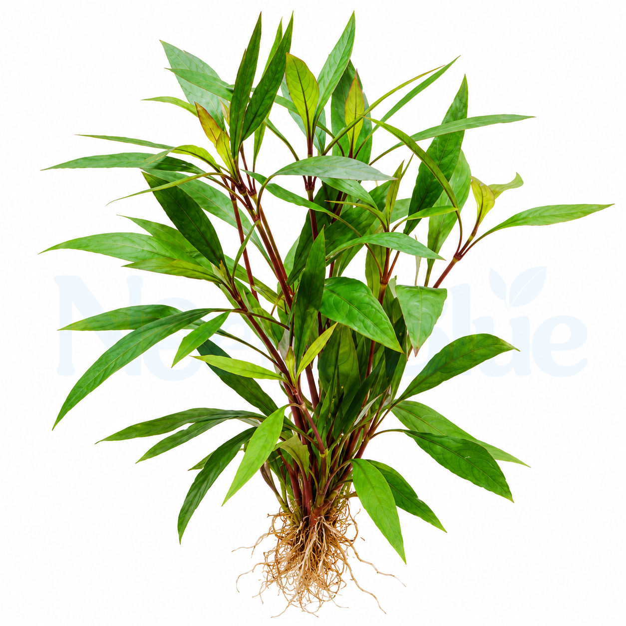 Hygrophila corymbosa