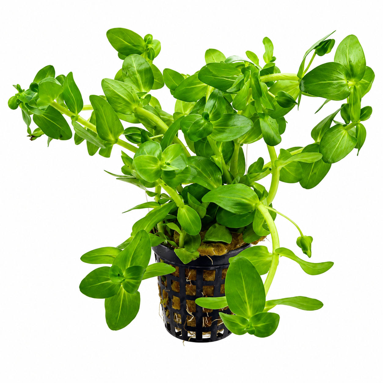 Bacopa carbliniana