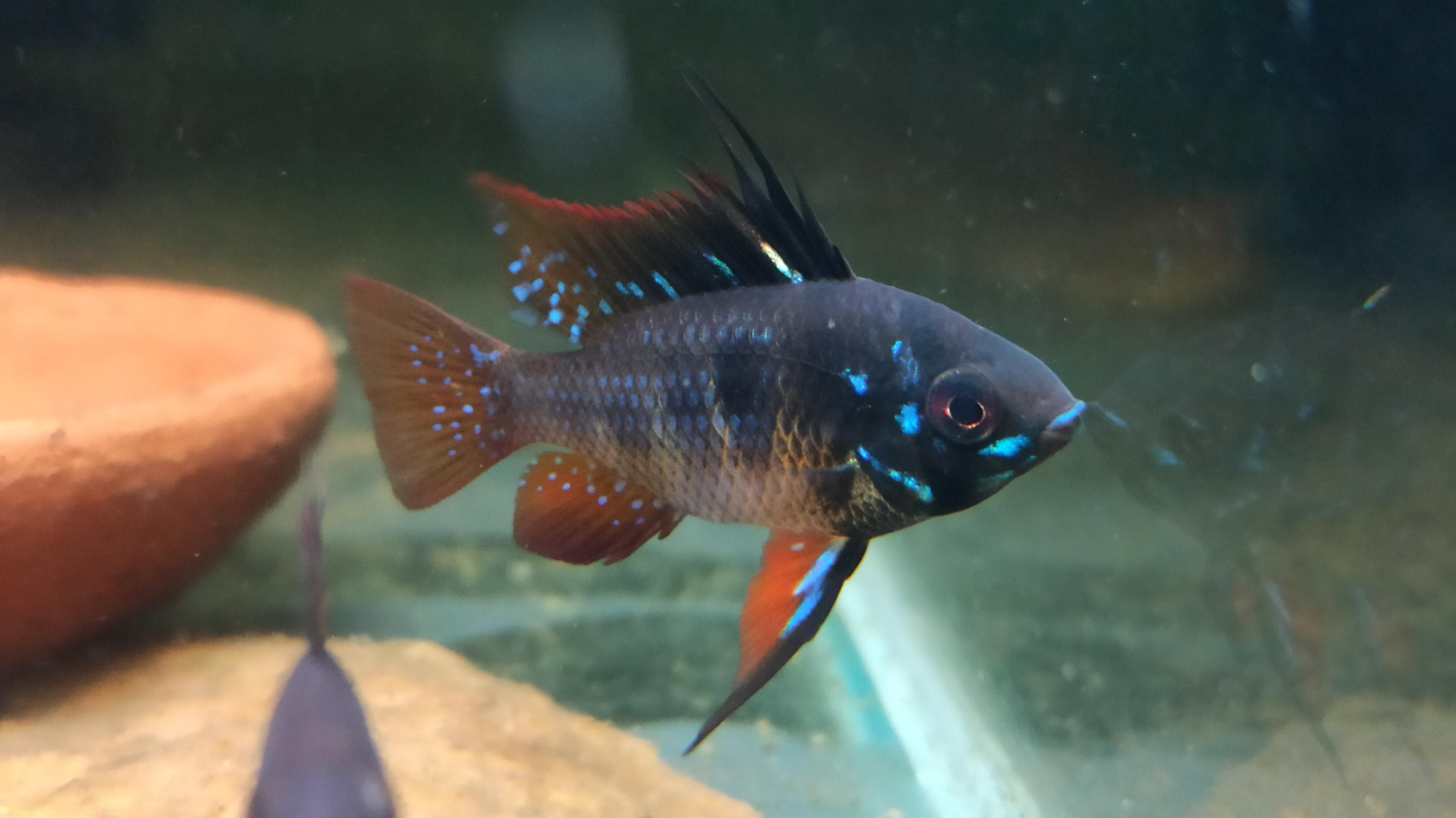 Dark German Blue Ram