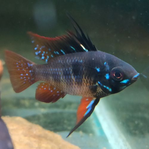 Dark German Blue Ram