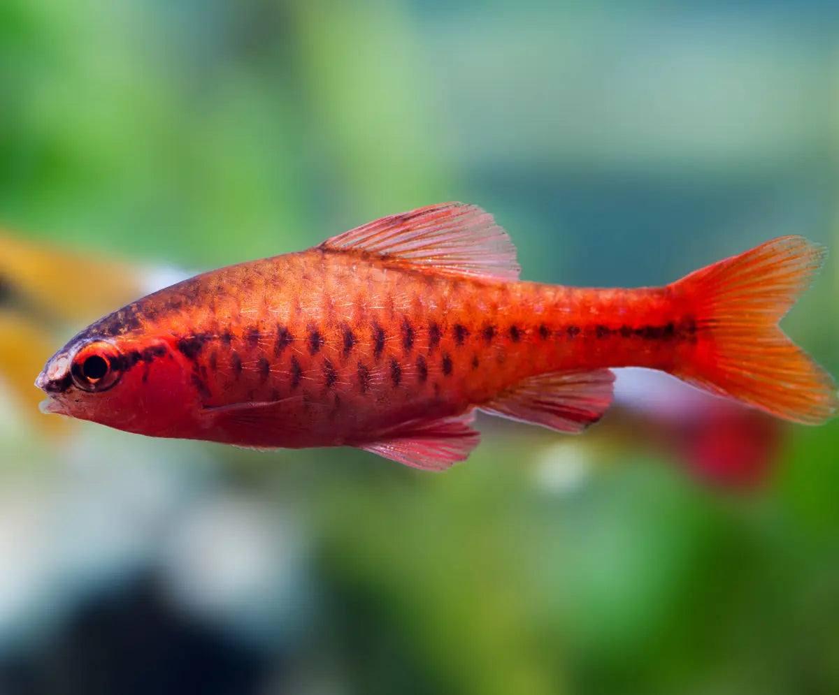cherry barb