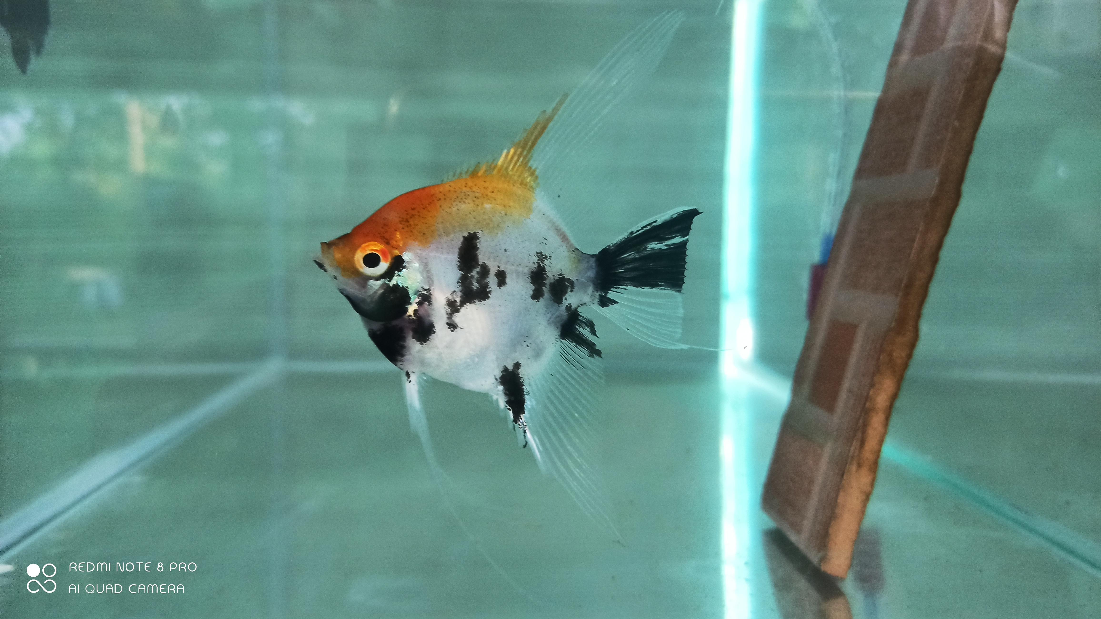 koi angel coin size