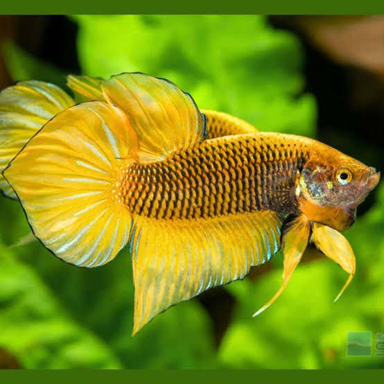 Wild Yellow Splendons