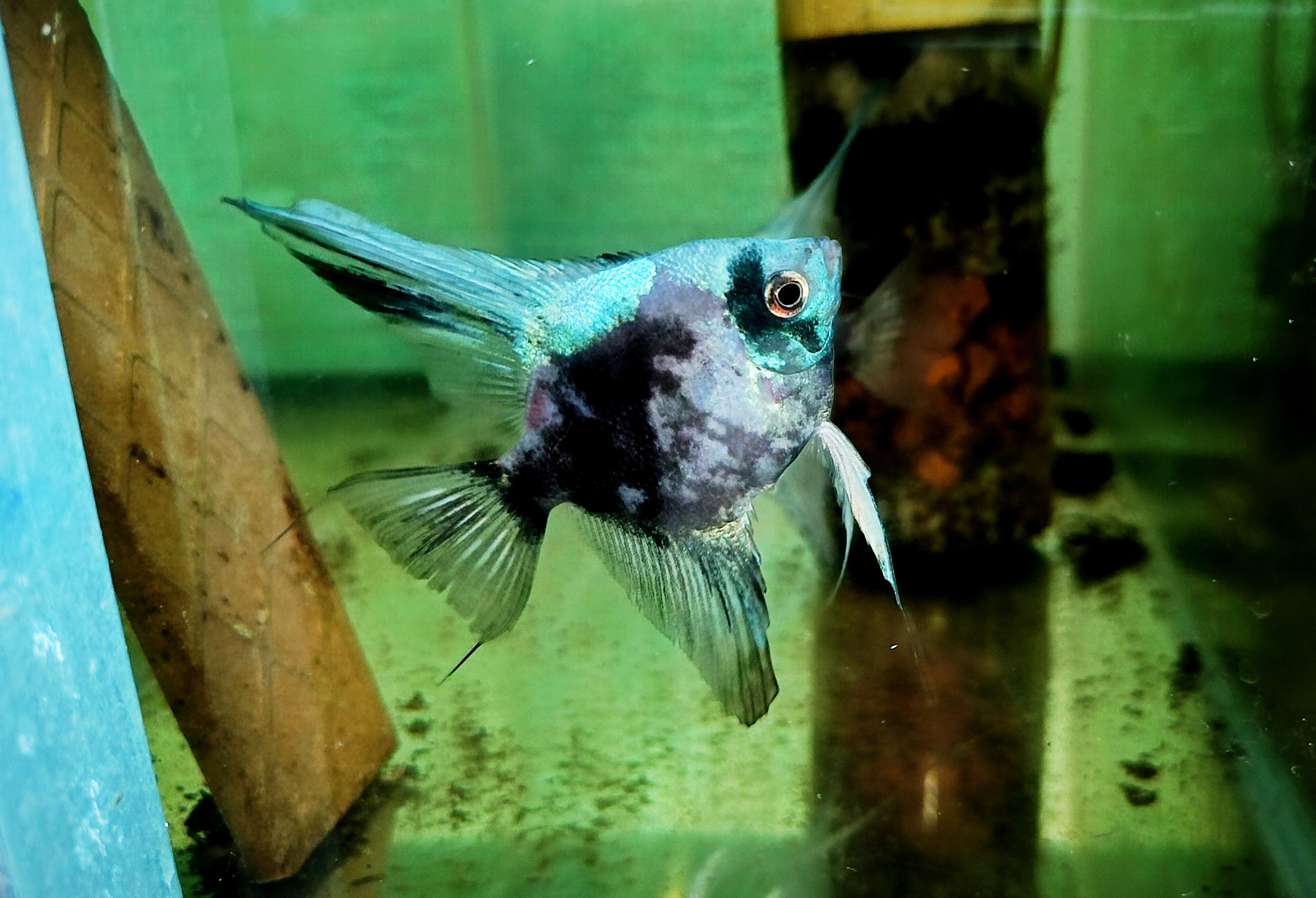 Blue Smokey Paraiba  coin size