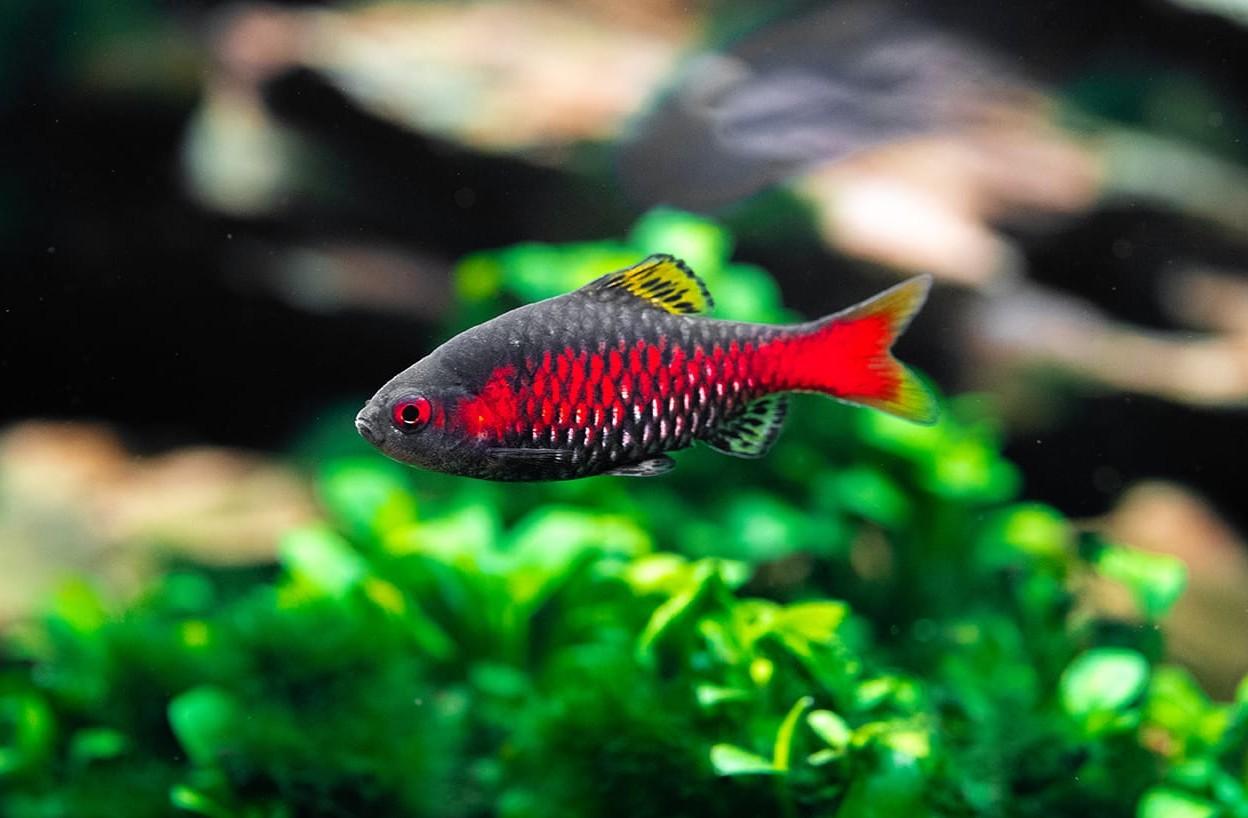 Odessa Barb