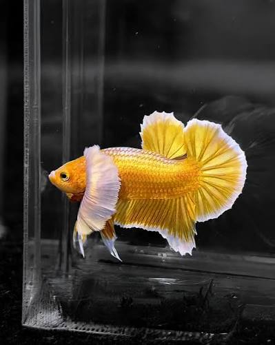 Gold dumbo HMPK